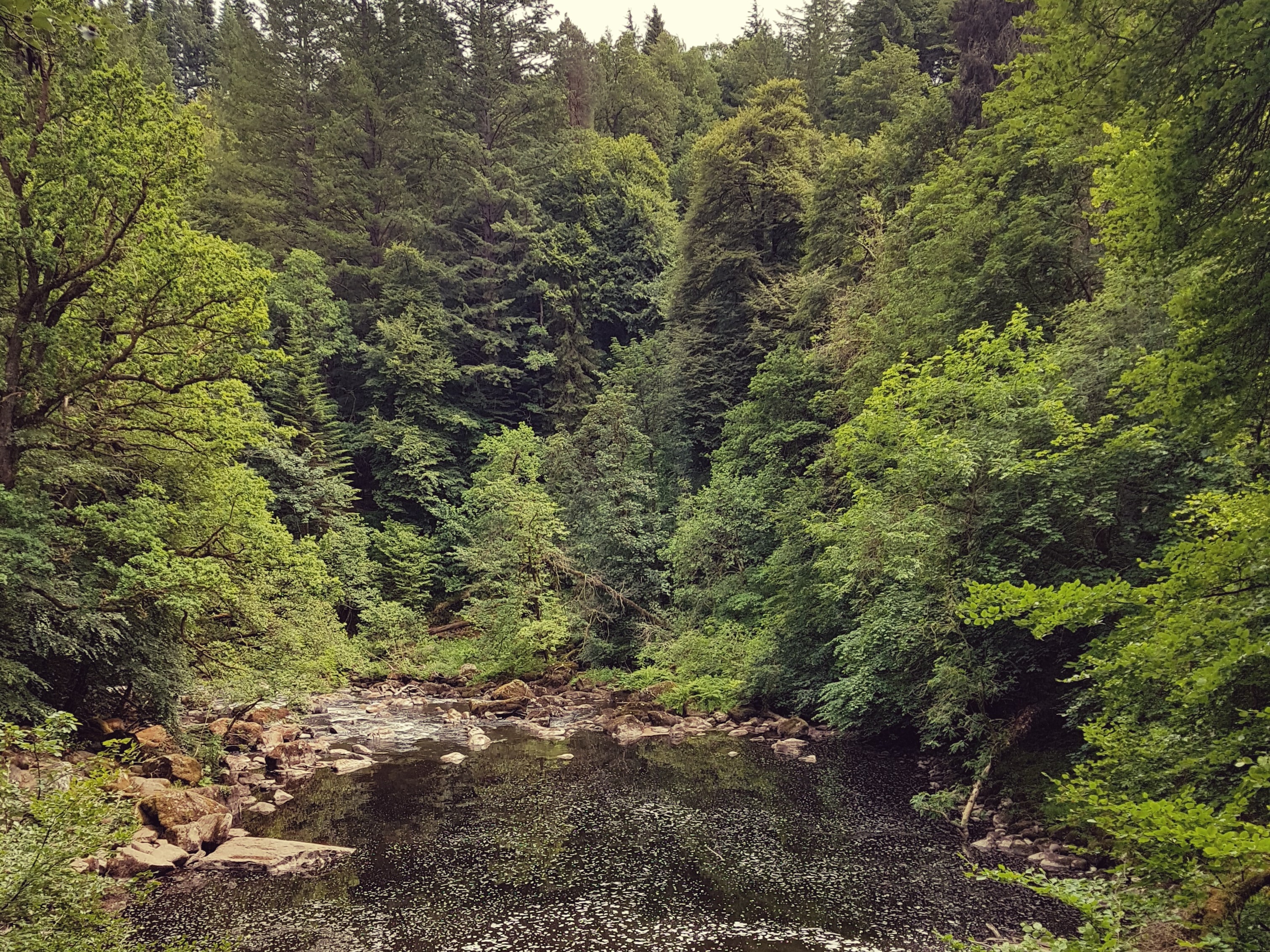 Woodland and water view