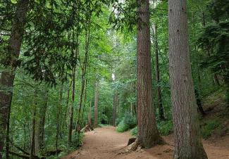 The Hermitage Woodlands