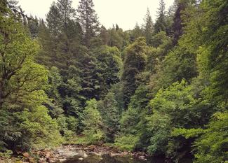 Scottish Highland Forest Scottish Woodland setting